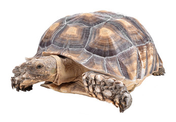 Turtle isolated on white