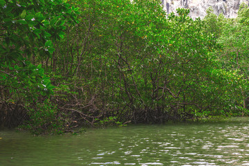 Fototapeta premium Limestone rocks surrounded by the emerald lagoon
