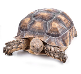 Turtle isolated on white