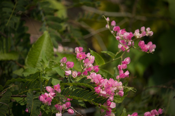 Mexican creeper flower, Small Pink mix white flower