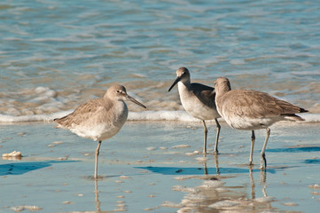 Three Whimbrel birds meeting and standing on a tropical beach in the shoreline