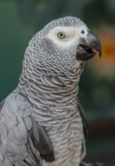 Gray parrot macaw. close up