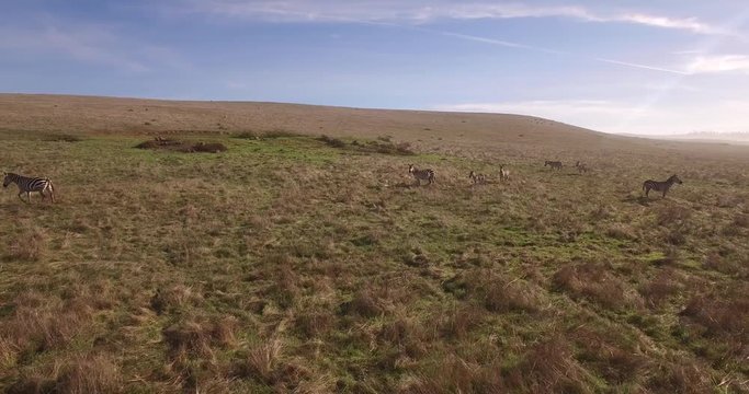 Zebra Close Tracking Grasslands Aerial, 4K, 15s, 9of14, Stock Video Sale - Drone Discoveries llc.
