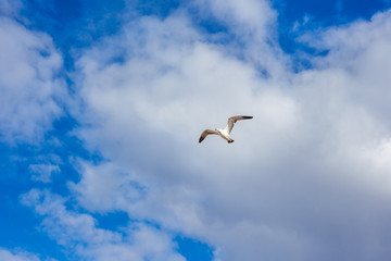 Flock of seagulls in flight, nature
