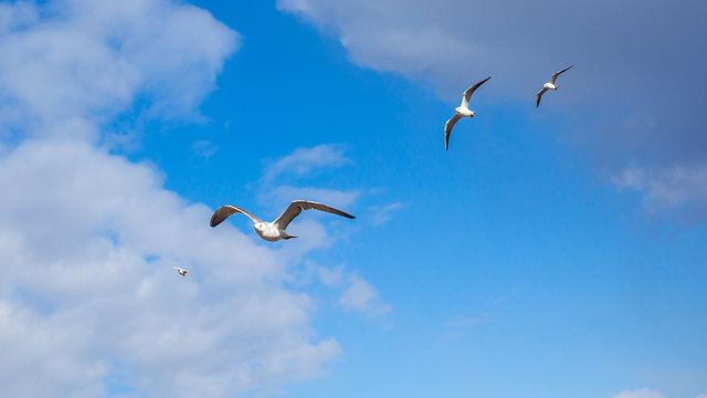 Flock of seagulls in flight, nature