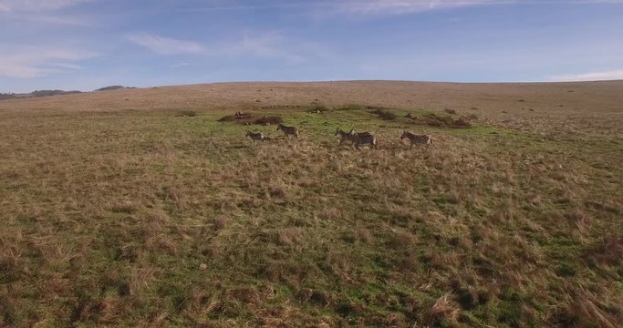 Zebra Herd Follow Grasslands Aerial, 4K, 35s, 10of14, Stock Video Sale - Drone Discoveries llc.