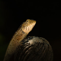 Oriental garden lizard (Calotes versicolor) on black background