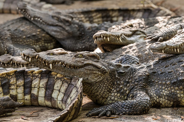 Saltwater crocodiles in the Phuket zoo, Thailand.