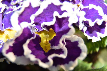 Close-up of primroses with white borders