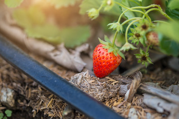 Organic strawberry fields