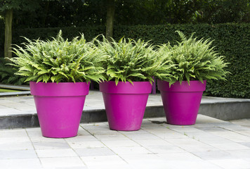 three purple vases with green plants