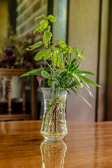 spring flowers on the table