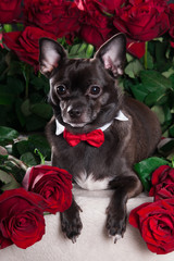 Black dog with red rose