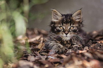 Cat in the garden