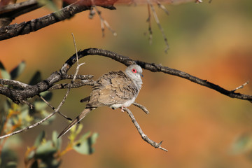 Diamond dove sitting on a branch, Kings Canyon, Northern Territory