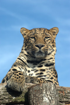 Leopard