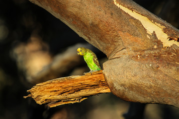 Budgerigar perching on a a branch in the afternoon light, KIngs Canyon, Northern Territory