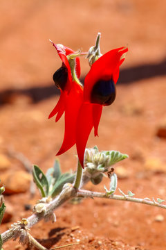 Close up of Sturts desert pea, wonderful wildflower and floral emblem of South Australia