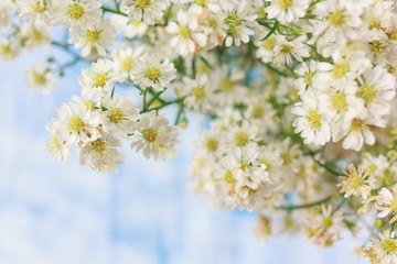 Fototapeta premium Abstract blur background of white cutter flowers, airy masses of small white flowers on blue wooden background, bright tone, soft and selective focus, blurred background with copy space. 