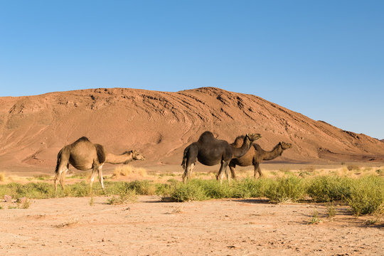  Three Arabian camel, Camelus dromedarius, Morocco
