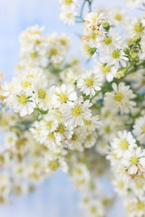 Abstract blur background of white cutter flowers, airy masses of small white flowers on blue wooden background, bright tone, soft and selective focus, blurred background with copy space.
