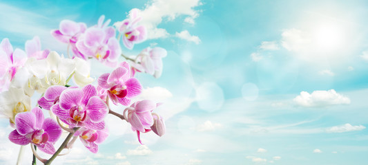 Spring orchids