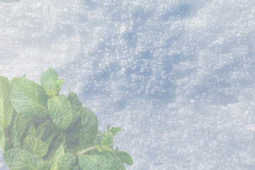 Pure white and blue crusted snow and ice on sunny day and translucent fresh mint green leaves. © Studio Dagdagaz