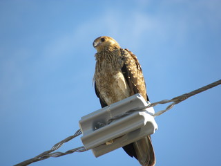 rapace