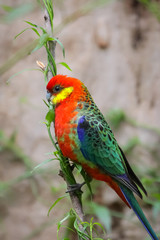 Colorful Western rosella perching on a branch, profile, Gloucester National Park, Western Australia