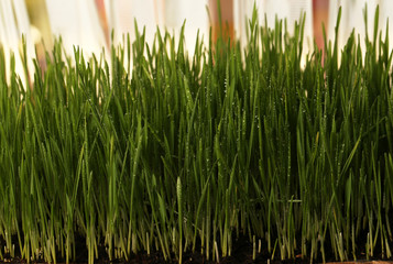 Wheat sprouts / Young green shoots of wheat