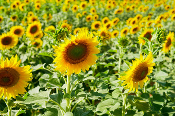 Beautiful sunflowers field