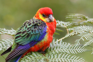 Close up of a colorful Western rosella perching on leaves, Gloucester National Park, Western Australia