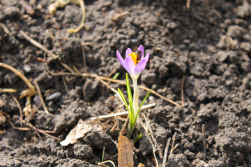 purple crocus