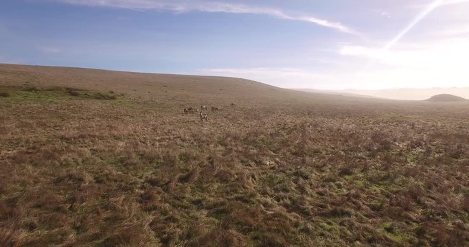 Zebra Tracking left to right Grasslands Aerial, 4K, 31s, 3of14, Stock Video Sale - Drone Discoveries llc.