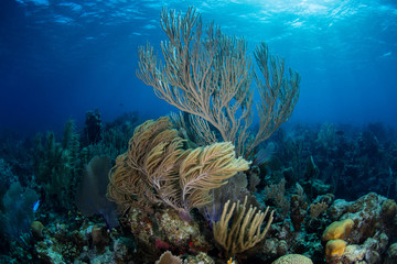 Caribbean Coral Reef and Blue Water