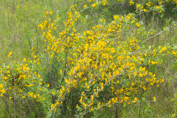 Yellow blooming acacia bushes