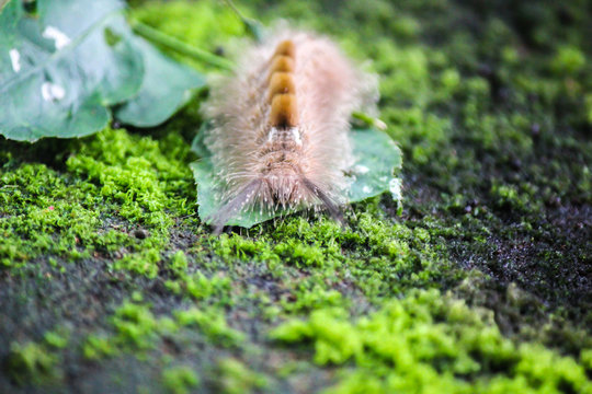 Caterpillar crawling through leaf on moss, soft and selective focus.