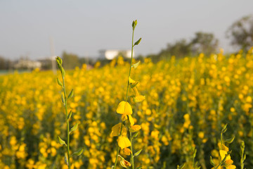 yellow flowers in the spring meadow