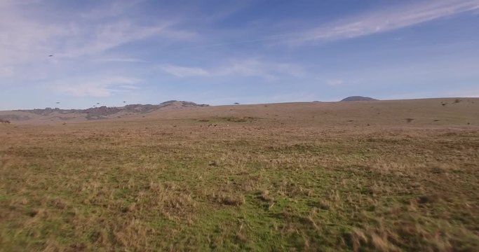 Zebra flyup/ Birds Crossing Grasslands Aerial, 4K, 27s, 1of14, Stock Video Sale - Drone Discoveries llc.