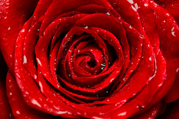 fresh red rose bud