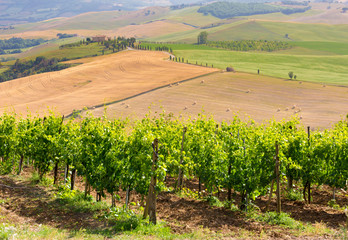 Fototapeta na wymiar Tuscany, vineyards