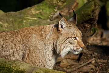 Luchs