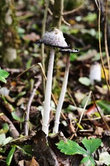 Autumn Fruiting Fungi