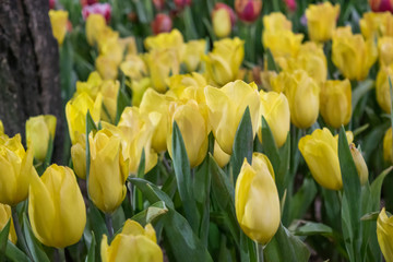 beautiful yellow tulip field