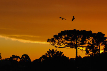 Pôr do Sol com pássaros