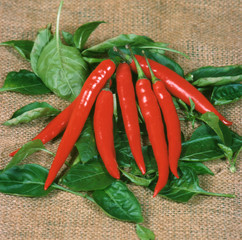 Red chili peppers with leaves