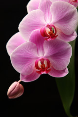 blooming pink orchid / pink orchid blossoms on a dark background