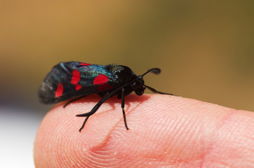 Five Spot Burnet moth set on a human finger - Zygaena trifolii
