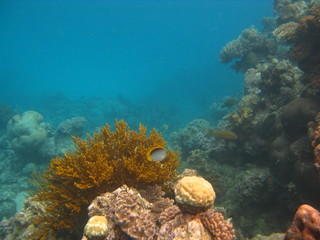 Naklejka na ściany i meble barrière de corail