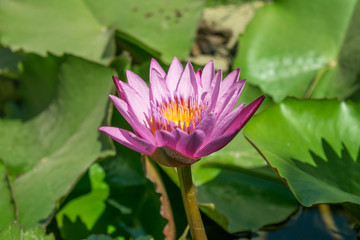 Colorful purple water lily : Purple lotus